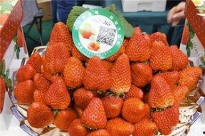 草莓国产在线,品味本土鲜甜，共筑绿色食尚